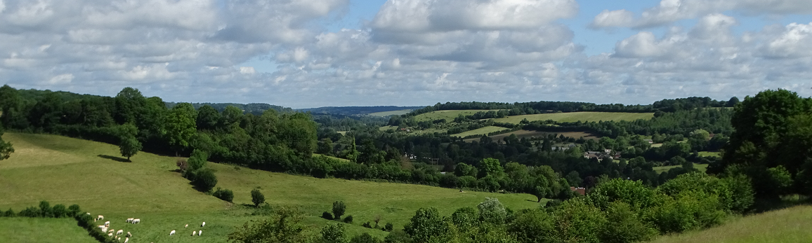 Image de collines et champs verts avec des vaches blanches