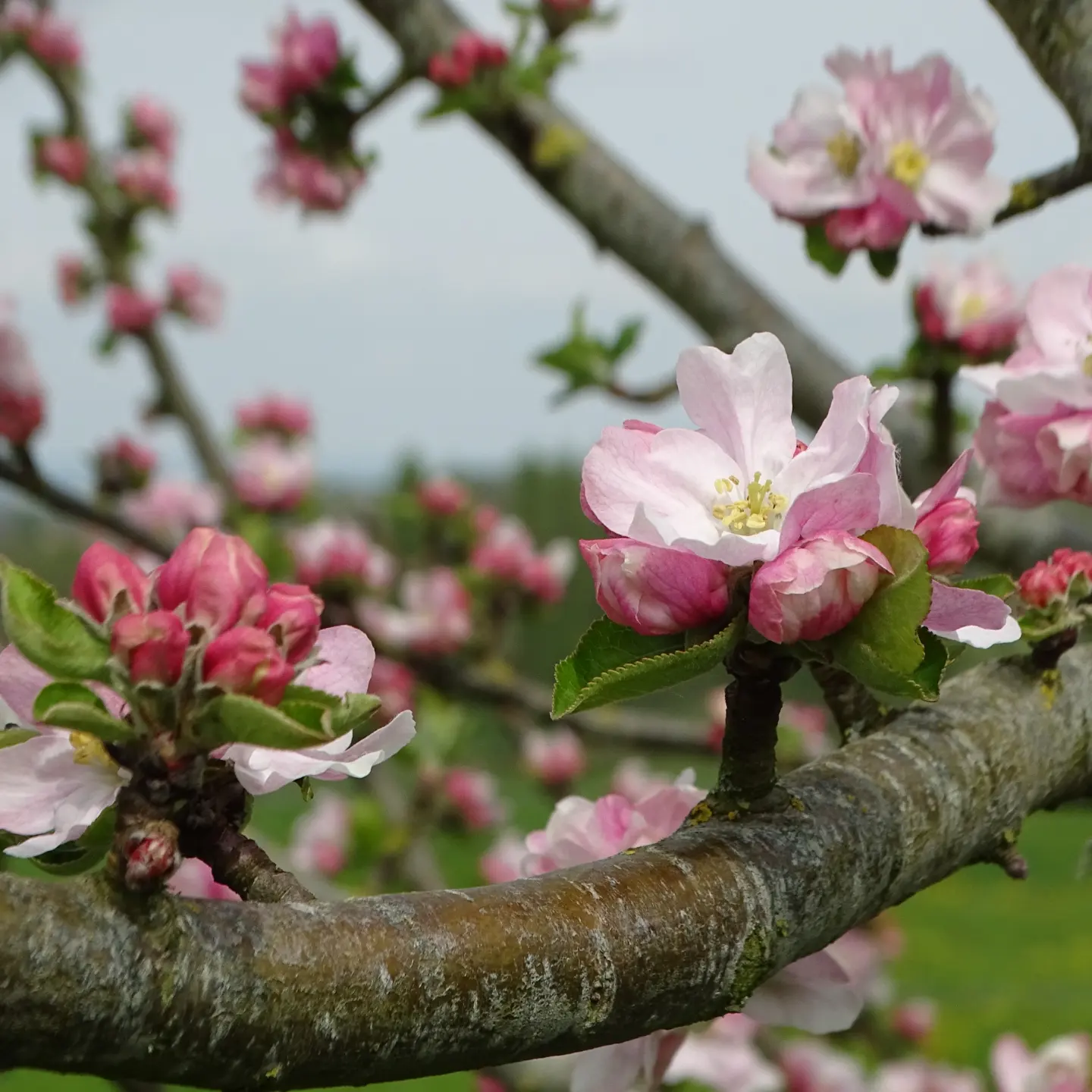 Gros plan sur des fleurs roses d'un pommier