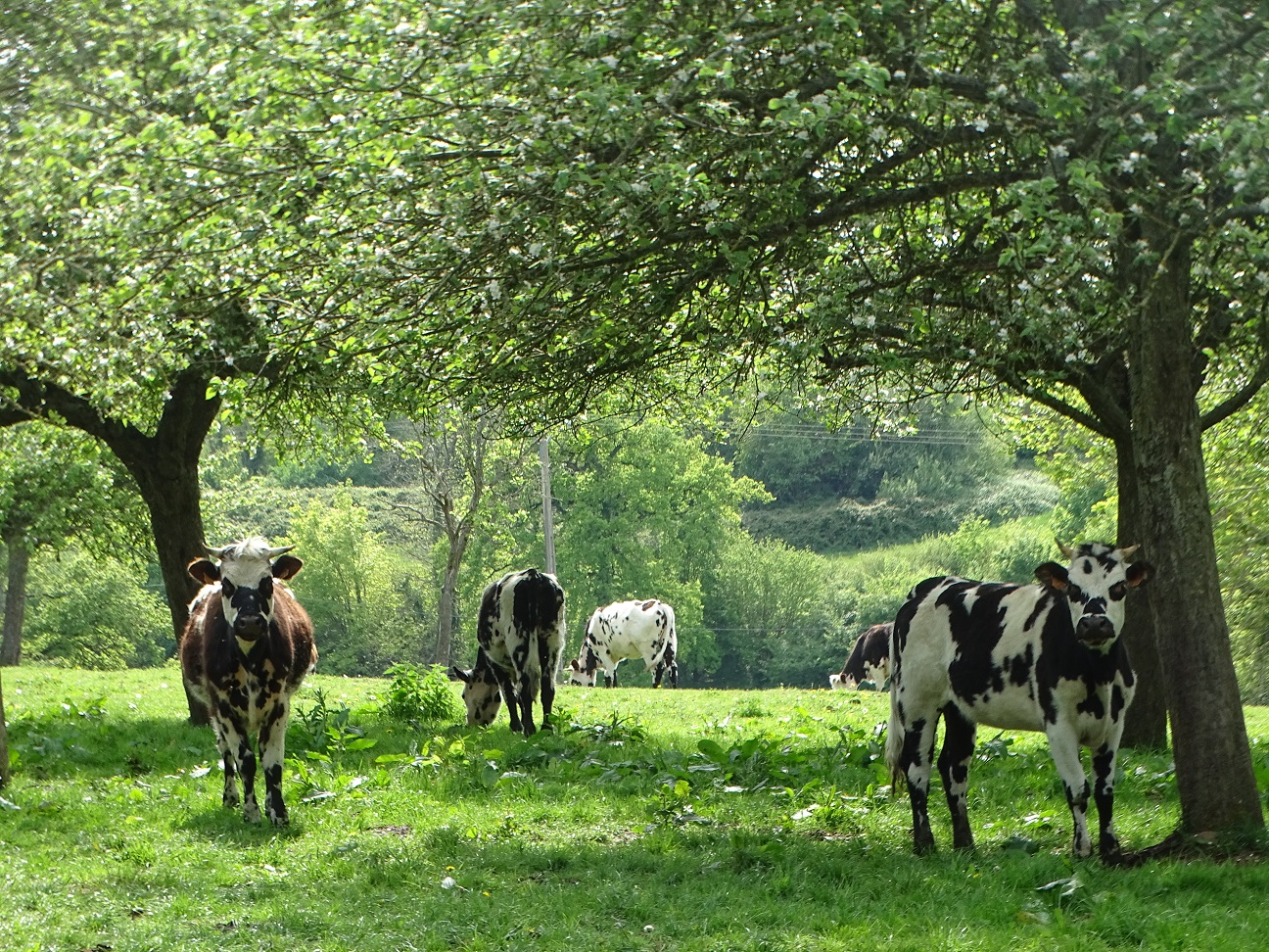 Des vaches normandes sous les pommiers d'un verger et qui regardent l'observateur